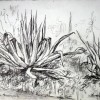 Agave in Moncarapacho