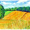2026 Korenveld in Vresse Pastel